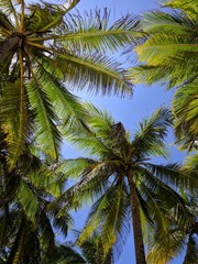 Fototapeta premium coconut palm tree and blue sky