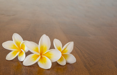 Frangipani yellow and white on a rich wooden background 1