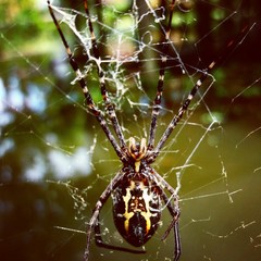 spider on web