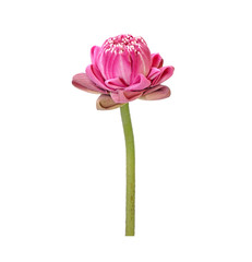 Lotus : Thai style folded pink lotus flower isolated on white background. Lotus flower for Buddha...