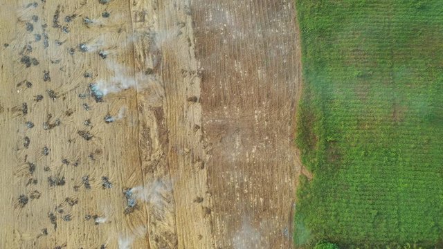 Deforestation. Land cleared and burned to make way for palm oil plantation
