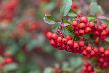 Hecke aus Feuerdorn (Pyracantha)