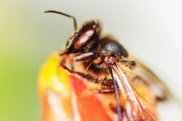 A little bee on a red flower in nature