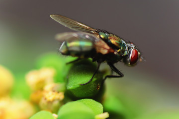 Housefly is sitting on flower