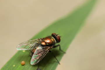 Housefly is sitting on flower