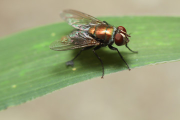 Housefly is sitting on flower