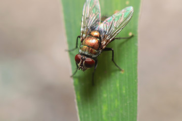 Housefly is sitting on flower