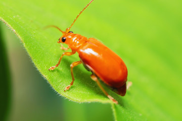 An orange insect sitting on a green leaf in nature