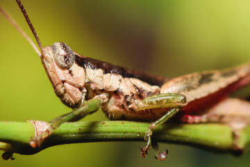 A grasshopper sitting on a grass in nature