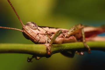 A grasshopper sitting on a grass in nature