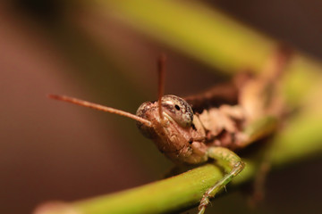 A grasshopper sitting on a grass in nature