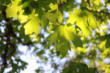 Obraz premium Sunshine on Maples