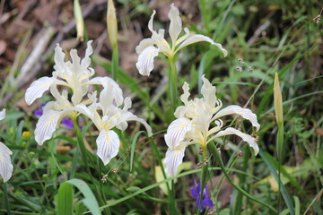 White Wild Iris