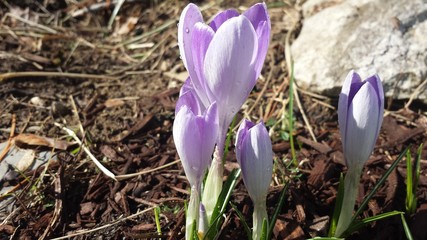 Purple crocus in bloom
