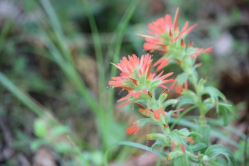 Indian Paintbrush