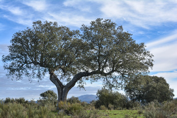 Fototapeta na wymiar Holm oak in a typical natural landscape of Spain