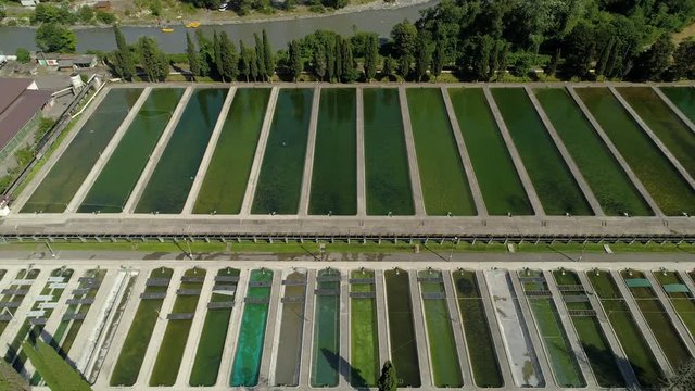Salmon fish farm has many outdoor concrete pools producing growing outdoors. Lot of fish swims. Artificial breeding hatchery business nursery near the mountain river. Summer sunny. Aerial sideways