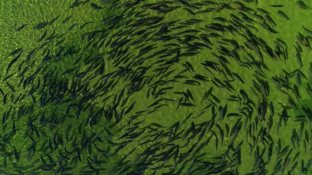 Wild salmon at the bottom underworld of shallow green water of river many live fish swim spawning mass. Active movement in clear transparent flow. Fishing submarine. Aerial descent close to backs