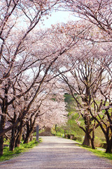さきたま古墳の桜