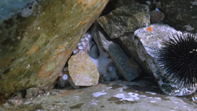Octopus hiding behing stones in Reef