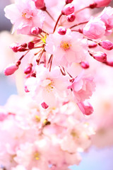 ベニシダレザクラの花