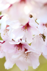 Obraz premium さくらの花