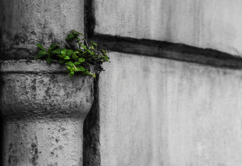 Flower growing out of a concrete column