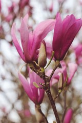 magnolia tree in blossom