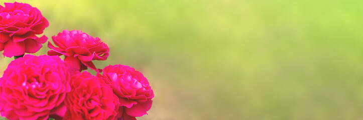 Floral nature spring background with green backdrop. Spring floral banner with blooming rose flowers. Flowers in bloom with copy space. Spring flower background for web banner, card design.