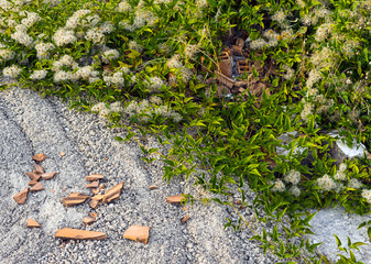 Plant is growing over the concrete and bricks