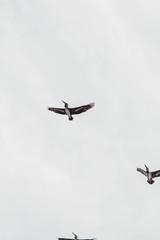 Pelican is flying in the sky. 