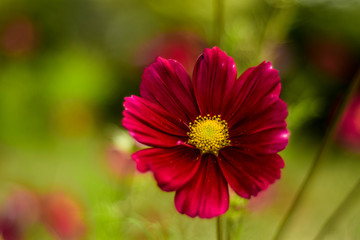 Flower with bokeh