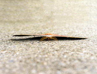 Antheraea yamamai butterfly close up
