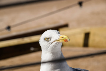 seagull on post