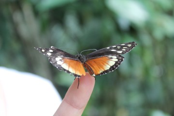 Touching Butterfly