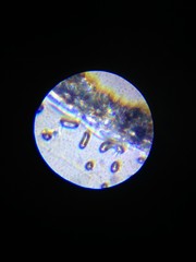 Microscope View 5