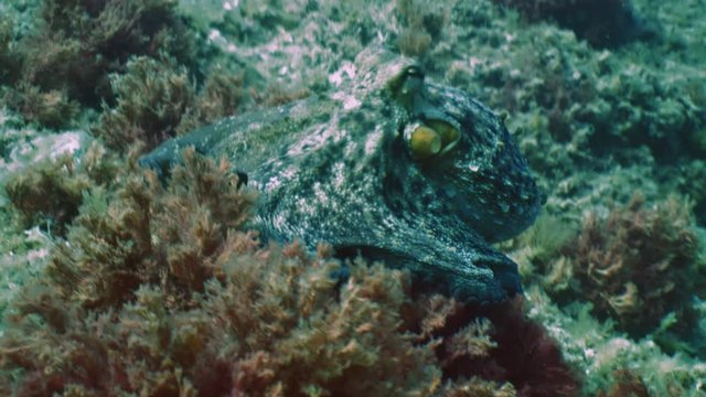 Big octopus moves over reef landscape