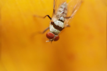 Housefly is sitting on the floor