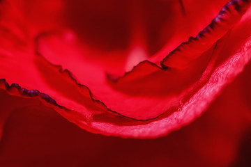 Macro photography of red flower in nature