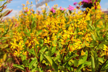 Yellow flower in the garden