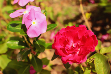 Obraz premium Pink flower in the garden