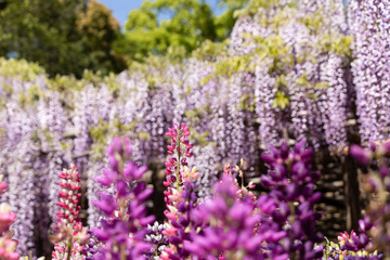 ルピナスと藤の花