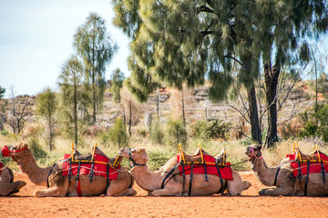 Line up of camels ready to take people for camel riding tour