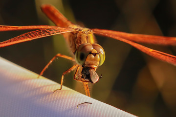 Naklejka premium Yellow dragonfly is eating fly