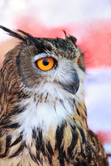 An eagle owl in a blurred background