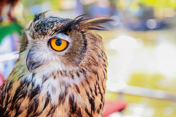 Eagle owl in a blurred natural background