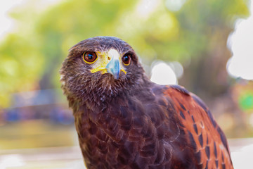 Harris hawk in nature blurred background