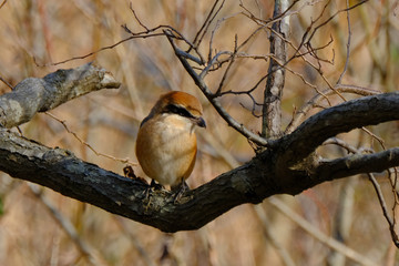 shrike on branch