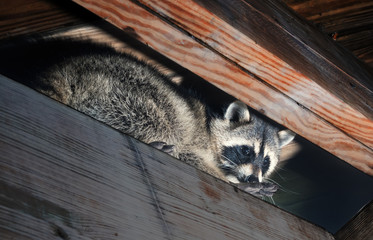 American raccoon climbed into the attic of a house - obrazy, fototapety, plakaty