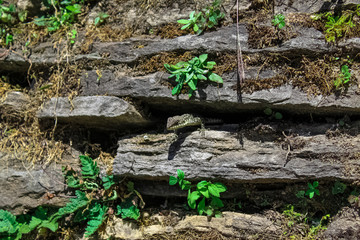 Vivid Scenery of Forest Freshness Along the Mountain Valley